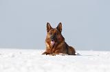 BERGER ALLEMAND 465